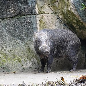 Formosan Boar (Sus scrofa taivanus)