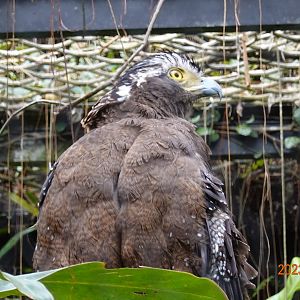 Crested Serpent Eagle (Spilornis cheela hoya)