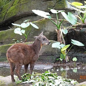 Taiwan Serow (Capricornis swinhoei)