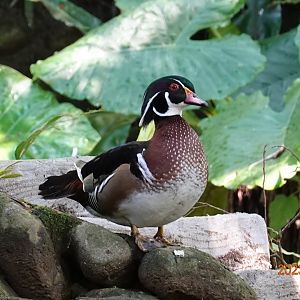 Wood Duck (Aix sponsa)