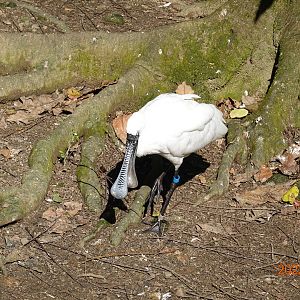 Black-faced Spoonbill (Platalea minor)