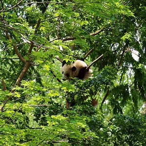 Bear in Tree I