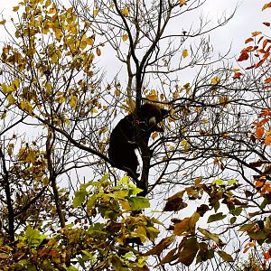 Bear in Tree III