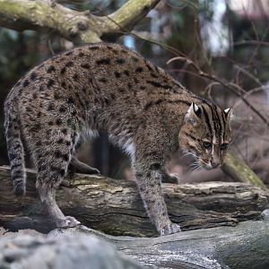 Fishing Cat