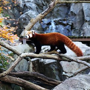 Red Panda