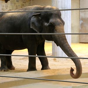 Ambika the Asian Elephant (1948-2020.3.27)