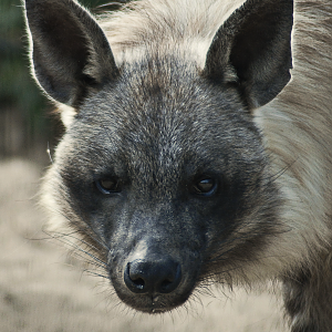Brown Hyaena portrait - Wildktatzenzentrum Felidae 2022