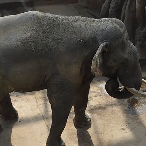 Asian elephant “lingLing”