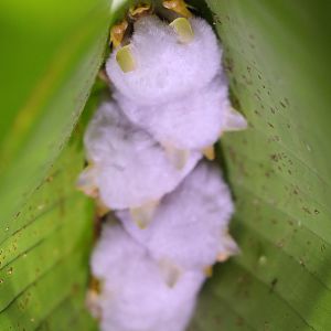 Honduran white bat (Ectophylla alba)