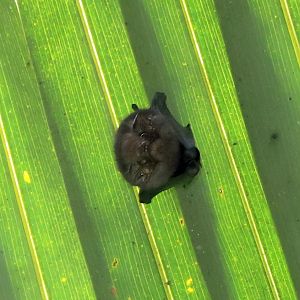 short-eared bat (Cyttarops alecto)