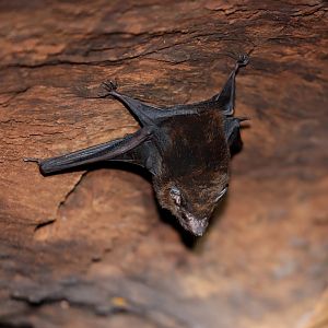 greater dog-like bat (Peropteryx kappleri)