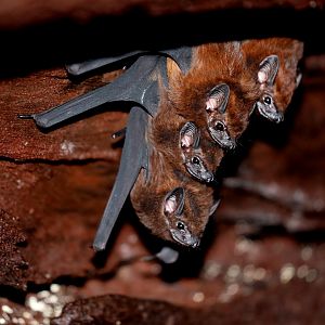 chestnut sac-winged bat (Cormura brevirostris)