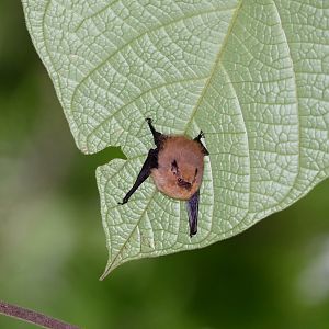 Thomas's shaggy bat (Centronycteris centralis)