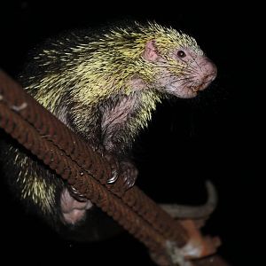 Mexican hairy dwarf porcupine (Coendou mexicanus)
