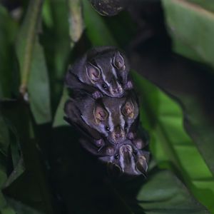 striped yellow-eared bat (Vampyriscus nymphaea)