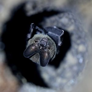 pygmy round-eared bat (Lophostoma brasiliense)
