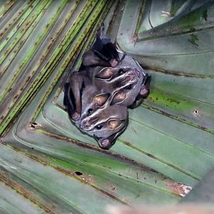 Pacific Tent-making Bat (Uroderma convexum)