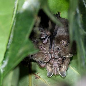 Watson's fruit-eating bat (Dermanura watsoni)