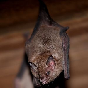 Commissaris's long-tongued bat (Glossophaga commissarisi)