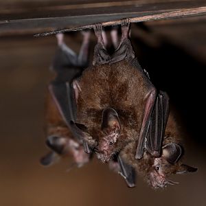 common big-eared bat (Micronycteris microtis)