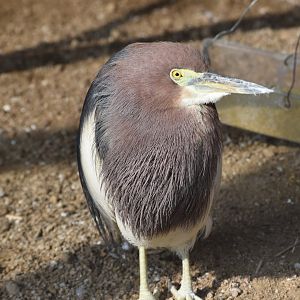 Chinese pond heron (Ardeola bacchus)