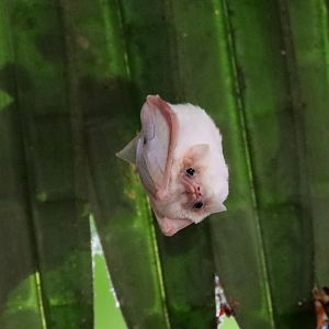 northern ghost bat (Diclidurus albus)