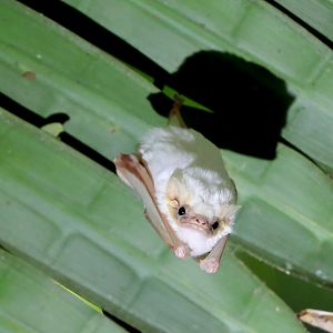 northern ghost bat (Diclidurus albus)