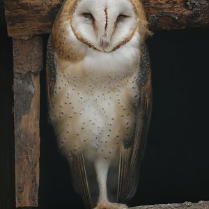 American Barn Owl