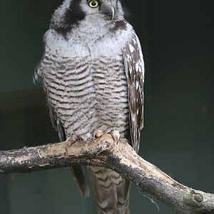 Northern Hawk Owl