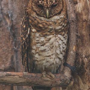 Rusty-barred Owl