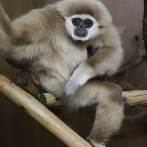 Lar gibbon - 8 November 2022