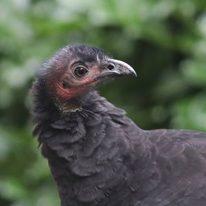 Australian brush-turkey - 8 November 2022