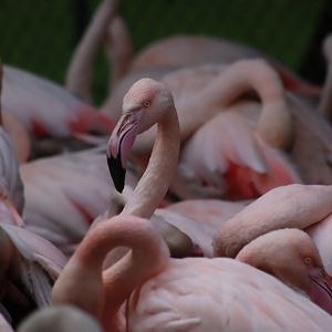 Greater flamingoes - 8 November 2022