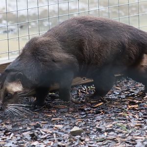 Sumatran white-bearded civet - 8 November 2022