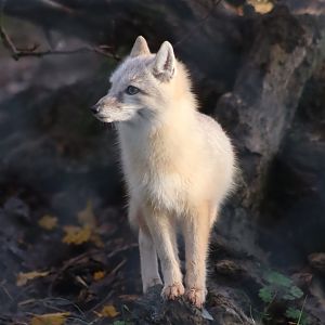 Corsac fox - 8 November 2022