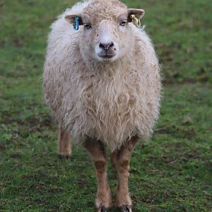 Ouessant sheep - 8 November 2022