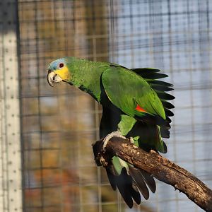 Orange-winged amazon - 8 November 2022