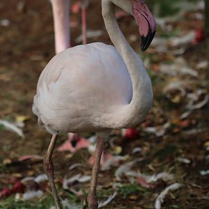 Greater flamingo - 8 November 2022