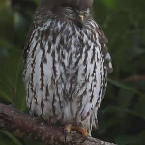 Barking owl - 8 November 2022