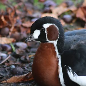 Red-breasted goose - 8 November 2022
