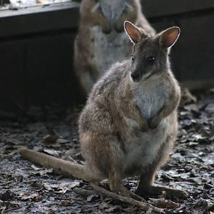 Parma wallaby - 8 November 2022