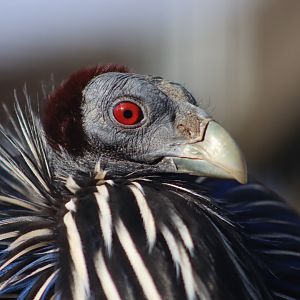Vulturine guineafowl - 8 November 2022