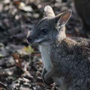 Parma wallaby - 8 November 2022