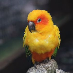 Sun conure - 8 November 2022