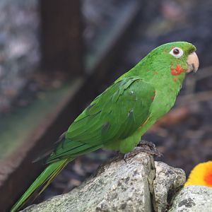 Cuban conure - 8 November 2022