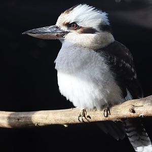 Laughing kookaburra - 8 November 2022