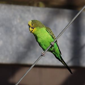 Budgerigar - 8 November 2022