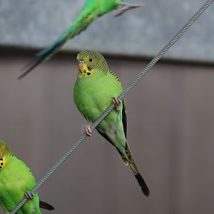 Budgerigar - 8 November 2022