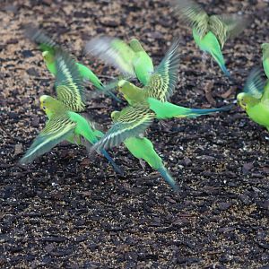 Budgerigars - 8 November 2022