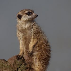 Meerkat - 8 November 2022